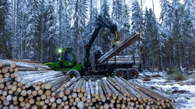 Лесная драма. Группа «УЛК» задолжала налоговой